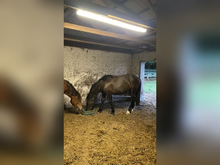 Noriker Wallach 1 Jahr Rappe in Wegberg