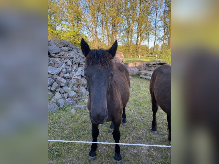 Noriker Wallach 1 Jahr Rappe in Wegberg