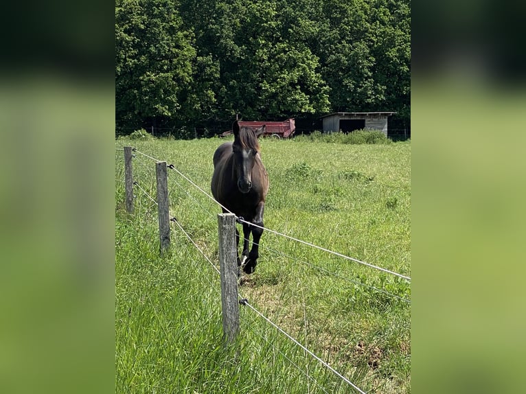 Noriker Wallach 1 Jahr Rappe in Wegberg