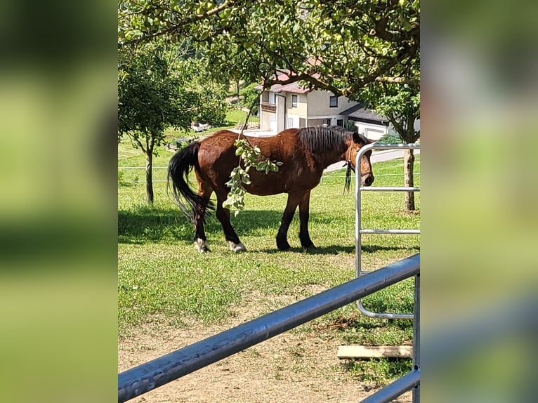 Noriker Mix Wallach 27 Jahre 168 cm Brauner in Graslhof