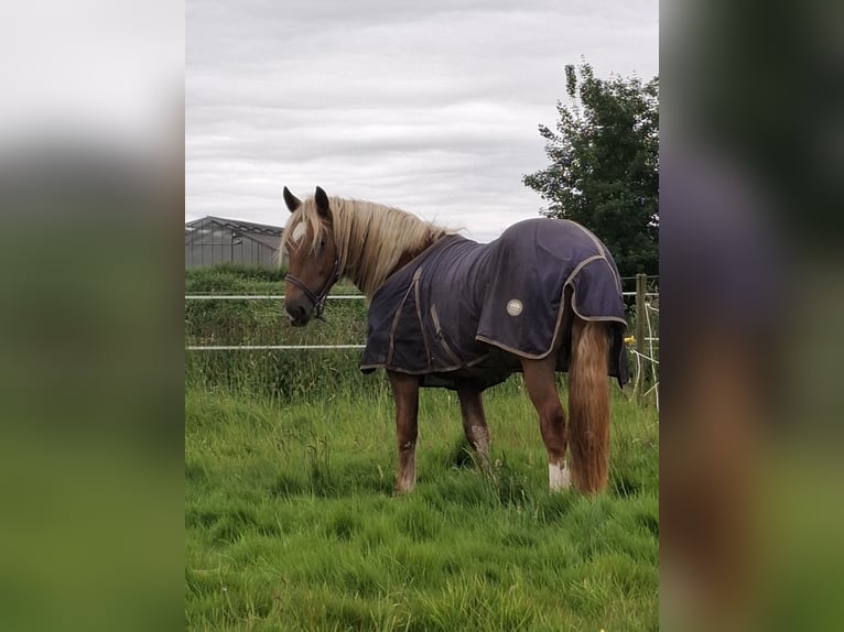 Noriker Wallach 2 Jahre 155 cm Dunkelfuchs in Goch