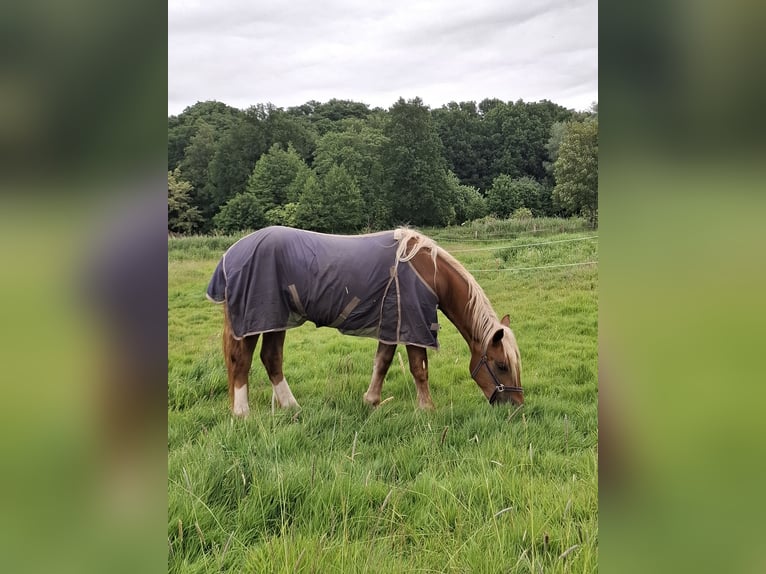 Noriker Wallach 2 Jahre 155 cm Dunkelfuchs in Goch