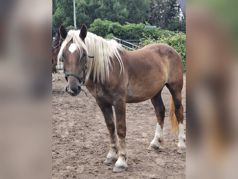 Noriker Wallach 2 Jahre 155 cm Dunkelfuchs in Goch