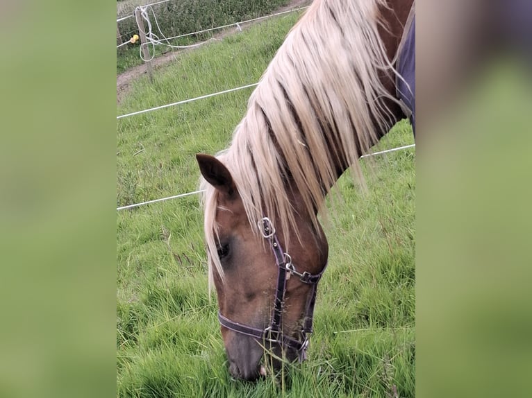Noriker Wallach 2 Jahre 155 cm Dunkelfuchs in Goch