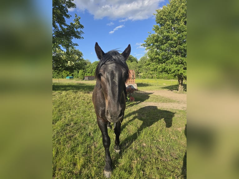 Noriker Wallach 2 Jahre 158 cm Rappe in Birstein