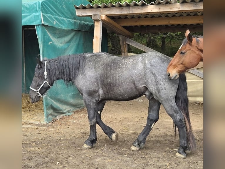 Noriker Wallach 2 Jahre 165 cm Roan-Blue in Lichtenberg