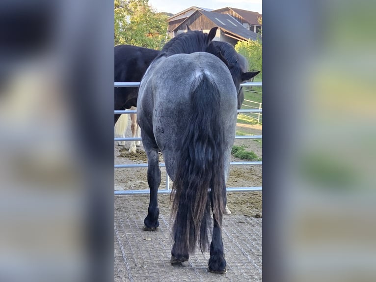Noriker Wallach 2 Jahre 165 cm Roan-Blue in Lichtenberg