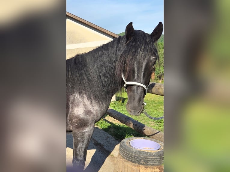 Noriker Wallach 2 Jahre 165 cm Roan-Blue in Lichtenberg