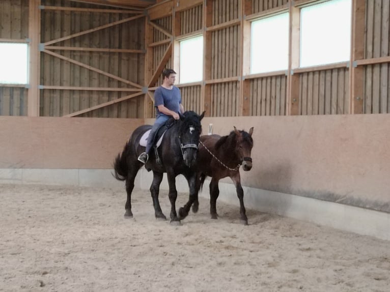 Noriker Wallach 2 Jahre Brauner in Losenstein
