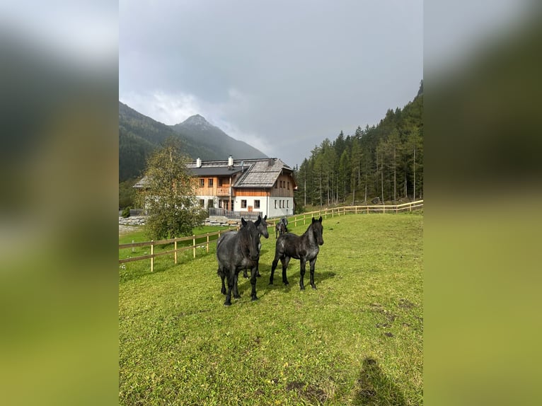 Noriker Wallach 2 Jahre Roan-Blue in Tweng