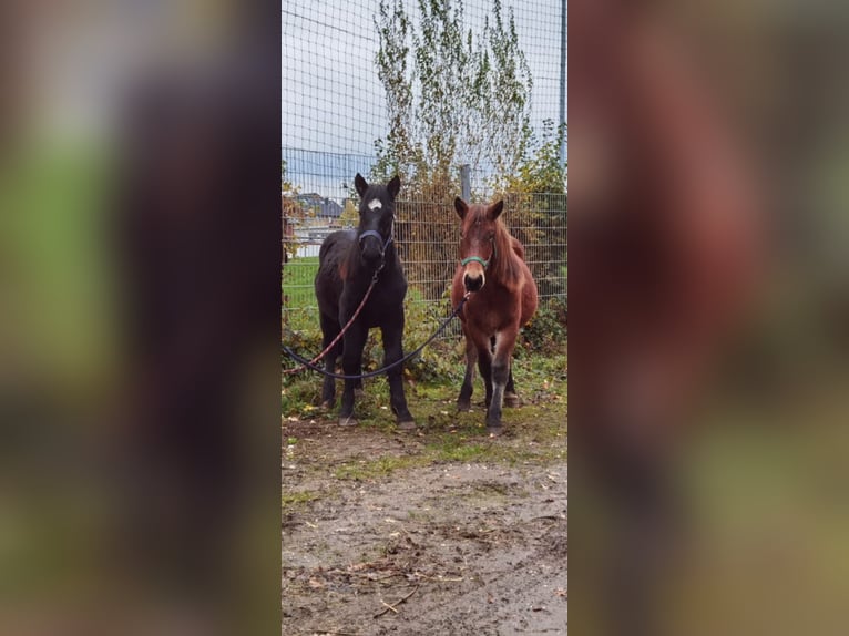 Noriker Wallach 3 Jahre 147 cm in Niederzier