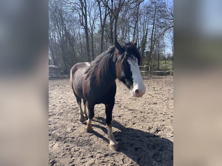 Noriker Wallach 3 Jahre 155 cm Rappe in Schloß Holte-Stukenbrock