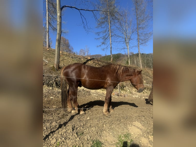 Noriker Wallach 3 Jahre 158 cm  in Košařiska