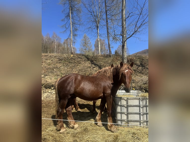Noriker Wallach 3 Jahre 158 cm  in Košařiska