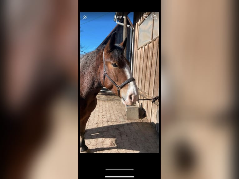 Noriker Wallach 3 Jahre 160 cm Brauner in Haigerloch