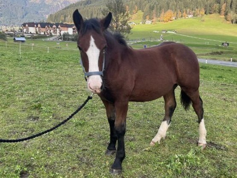 Noriker Wallach 3 Jahre 160 cm Brauner in Haigerloch