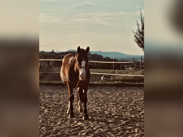 Noriker Wallach 3 Jahre 160 cm Brauner in Haigerloch