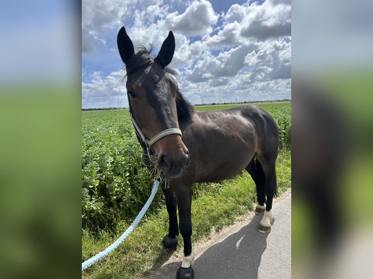 Noriker Wallach 3 Jahre 160 cm Dunkelbrauner in Neuss