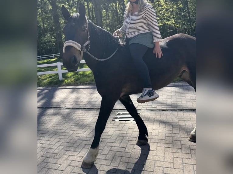 Noriker Wallach 3 Jahre 160 cm Dunkelbrauner in Neuss
