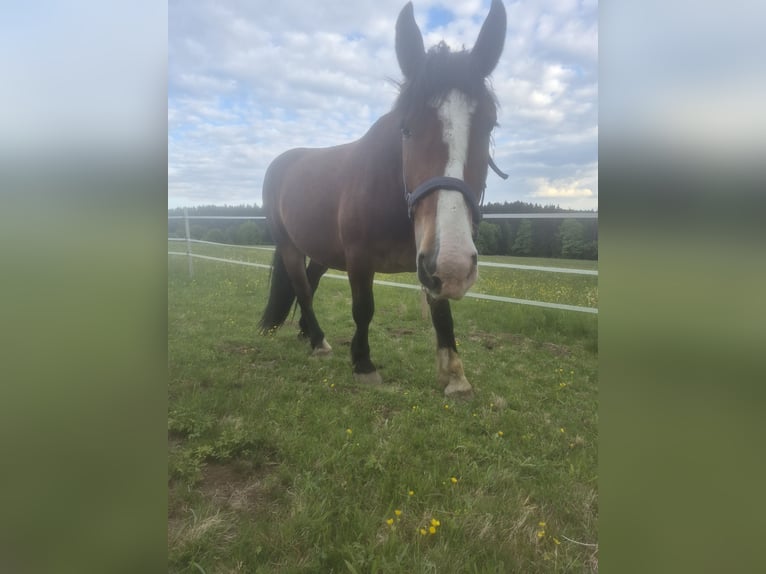 Noriker Wallach 3 Jahre 164 cm Dunkelbrauner in Deggendorf