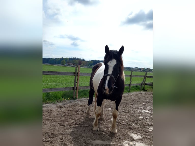 Noriker Wallach 3 Jahre 164 cm Schecke in Munderfing