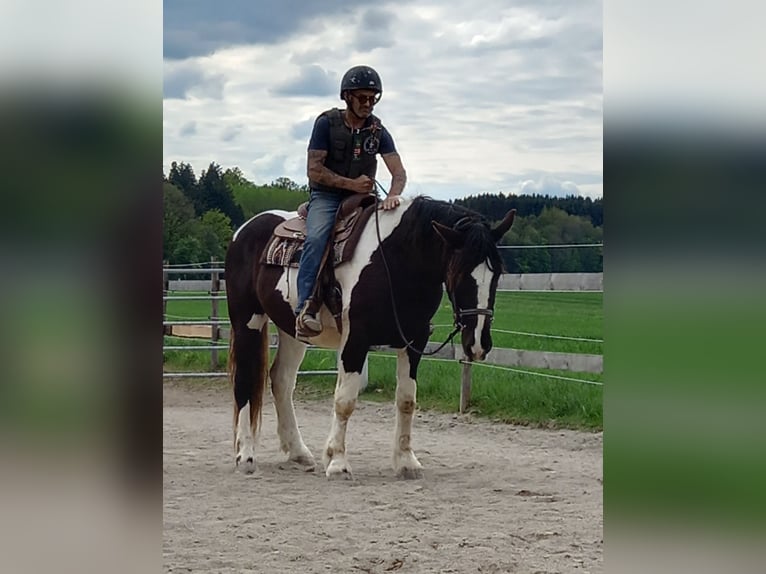Noriker Wallach 3 Jahre 164 cm Schecke in Munderfing