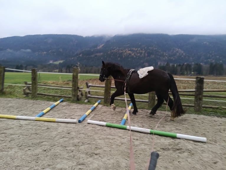 Noriker Wallach 3 Jahre 165 cm Rappe in GUNDERSHEIM