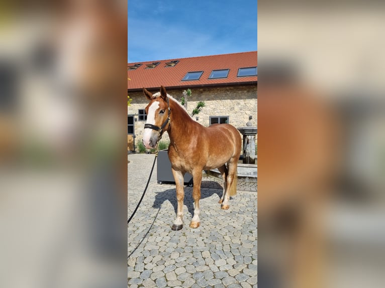 Noriker Wallach 3 Jahre 166 cm Dunkelfuchs in Neusäß