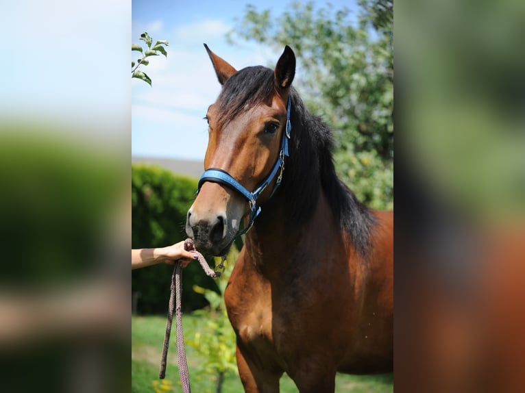 Noriker Wallach 3 Jahre 167 cm Brauner in St Kanzian