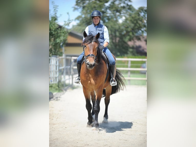 Noriker Wallach 3 Jahre 167 cm Brauner in St Kanzian