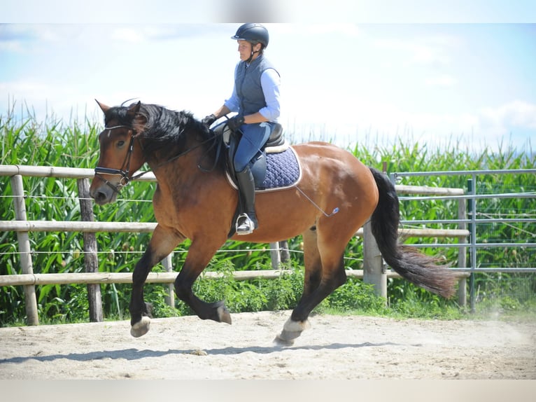 Noriker Wallach 3 Jahre 167 cm Brauner in St Kanzian