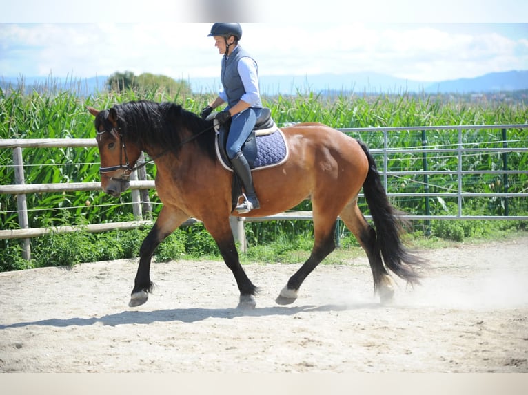 Noriker Wallach 3 Jahre 167 cm Brauner in St Kanzian