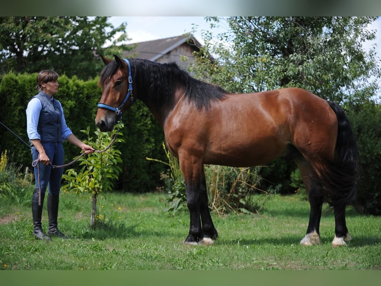 Noriker Wallach 3 Jahre 167 cm Brauner in St Kanzian
