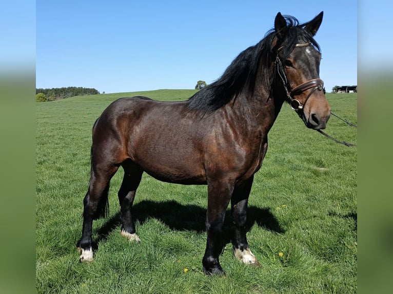 Noriker Wallach 3 Jahre 168 cm  in Nettersheim