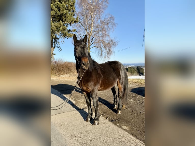 Noriker Wallach 4 Jahre 148 cm Rappe in Pelmberg