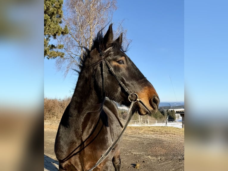 Noriker Wallach 4 Jahre 148 cm Rappe in Pelmberg