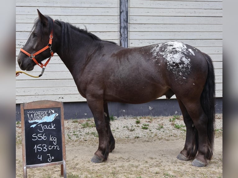 Noriker Wallach 4 Jahre 153 cm Schwarzbrauner in Ravensburg