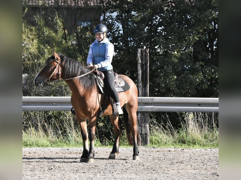 Noriker Mix Wallach 4 Jahre 156 cm Brauner in Arnstorf