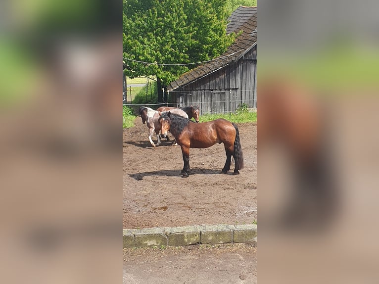 Noriker Wallach 4 Jahre 157 cm Hellbrauner in Vitis