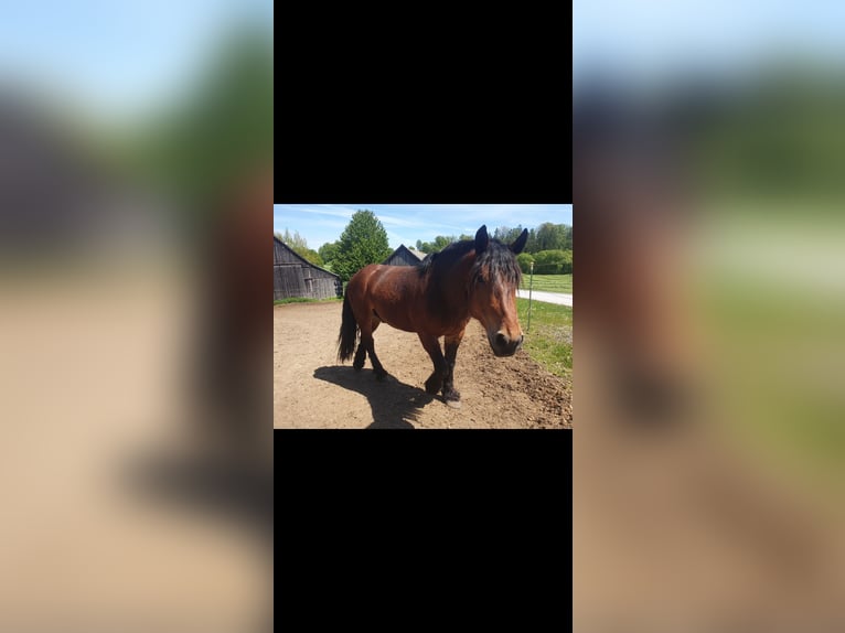 Noriker Wallach 4 Jahre 157 cm Hellbrauner in Vitis