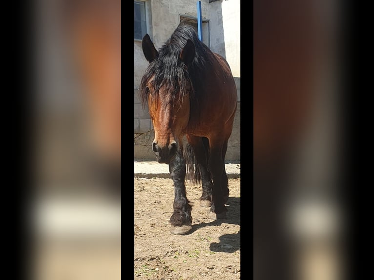 Noriker Wallach 4 Jahre 157 cm Hellbrauner in Vitis