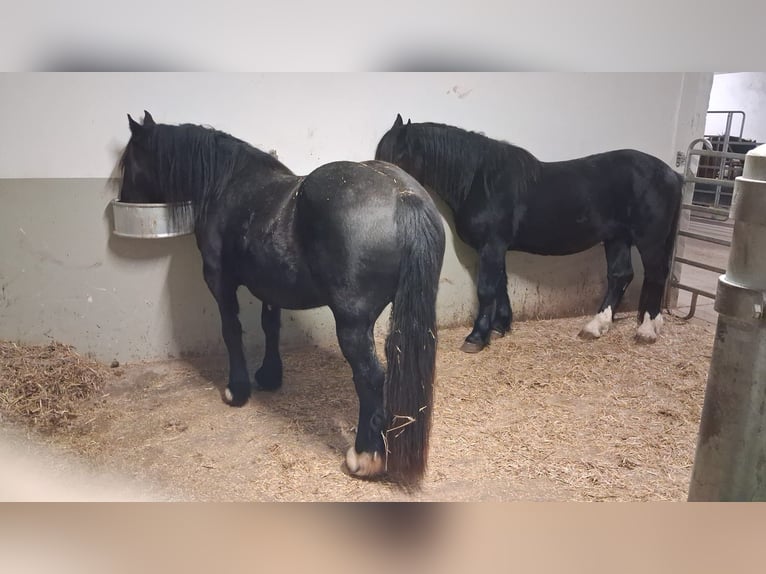 Noriker Wallach 4 Jahre 159 cm Rappe in Breitenworbis