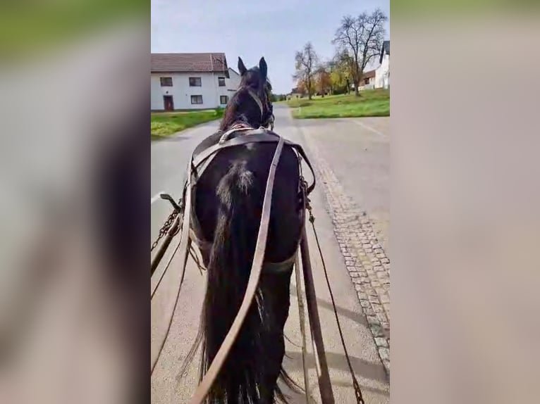 Noriker Wallach 4 Jahre 160 cm Dunkelbrauner in Pelmberg