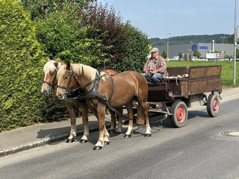 Noriker Wallach 4 Jahre 160 cm Fuchs in Riedlingen