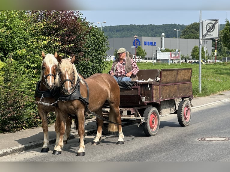Noriker Wallach 4 Jahre 160 cm Fuchs in Riedlingen