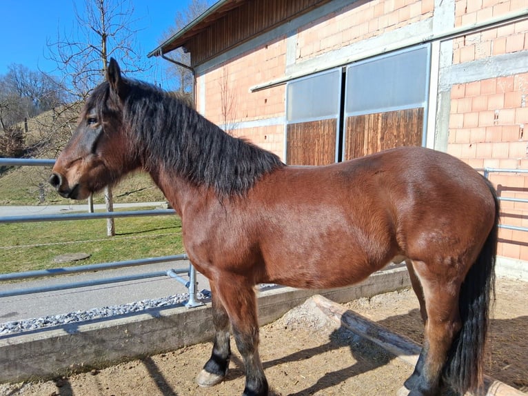 Noriker Wallach 4 Jahre 162 cm Brauner in Andorf