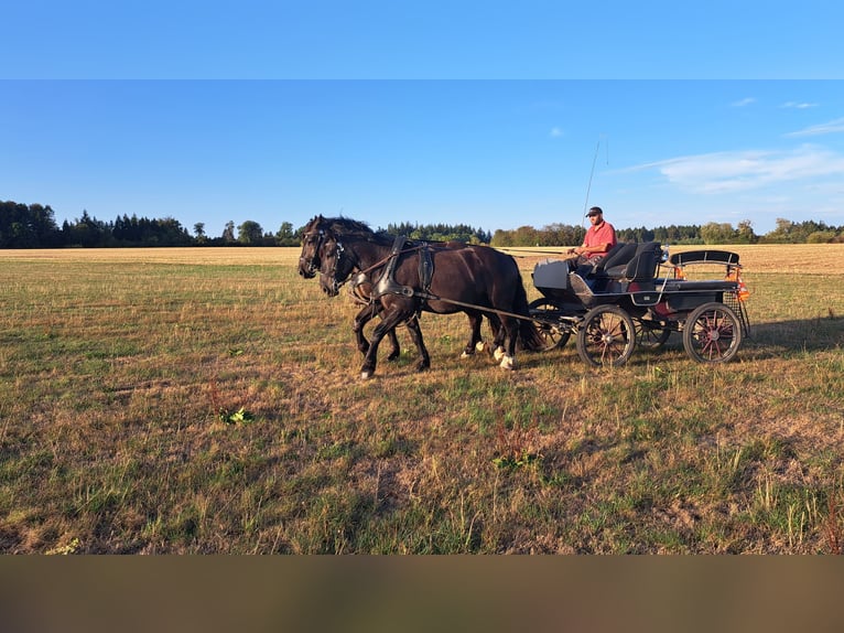 Noriker Wallach 4 Jahre 162 cm Rappe in Billigheim