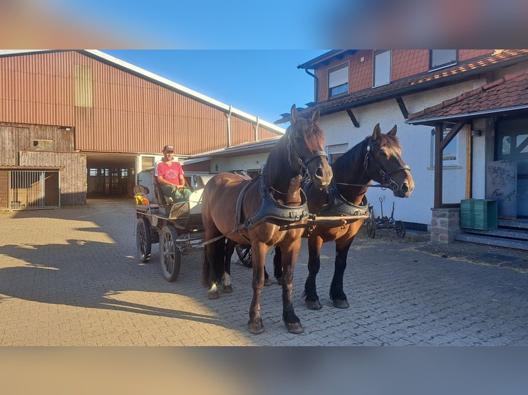 Noriker Wallach 4 Jahre 162 cm Rappe in Billigheim