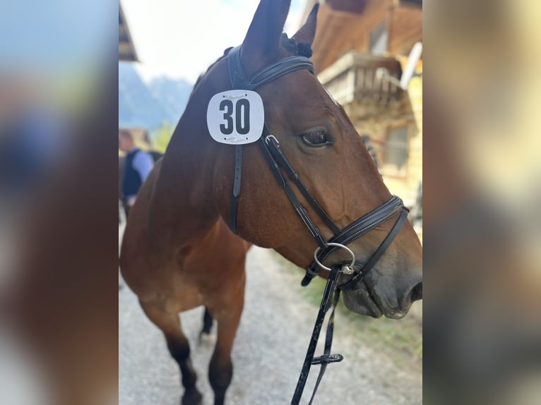 Noriker Wallach 4 Jahre 163 cm Brauner in Kirchdorf in Tirol