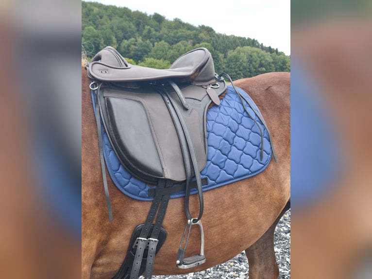 Noriker Wallach 4 Jahre 164 cm Fuchs in Saldenburg
